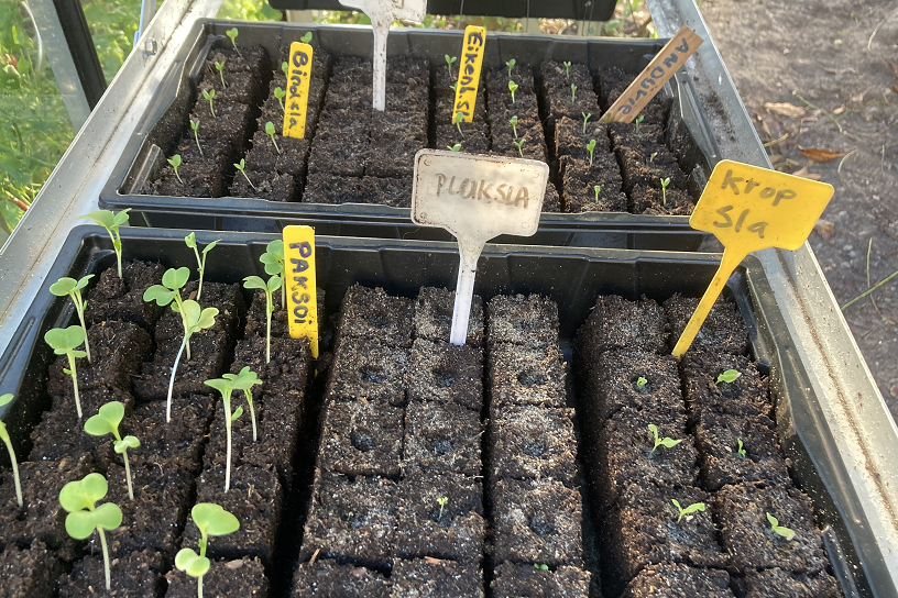 zaailingen verspenen